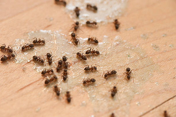 Best Affordable Pest Control Services  in Lake Elsinore, CA