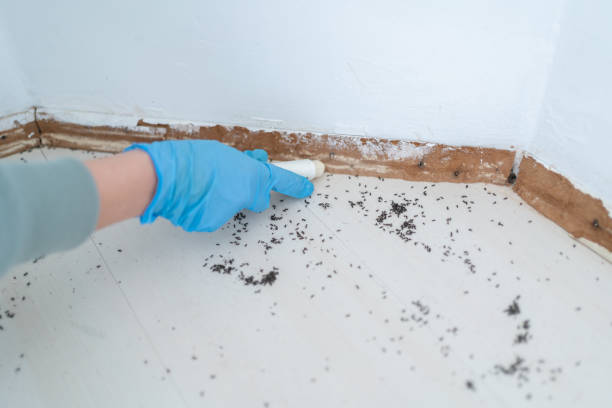 Best Wasp Removal Services  in Lake Elsinore, CA