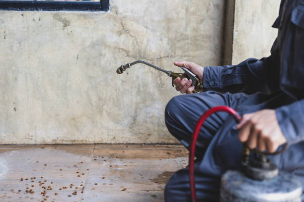 Best Pest Control Near Me  in Lake Elsinore, CA